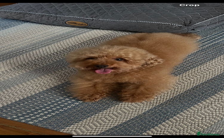 Toy Poodle dogs for stud in Braintree - Advert 1