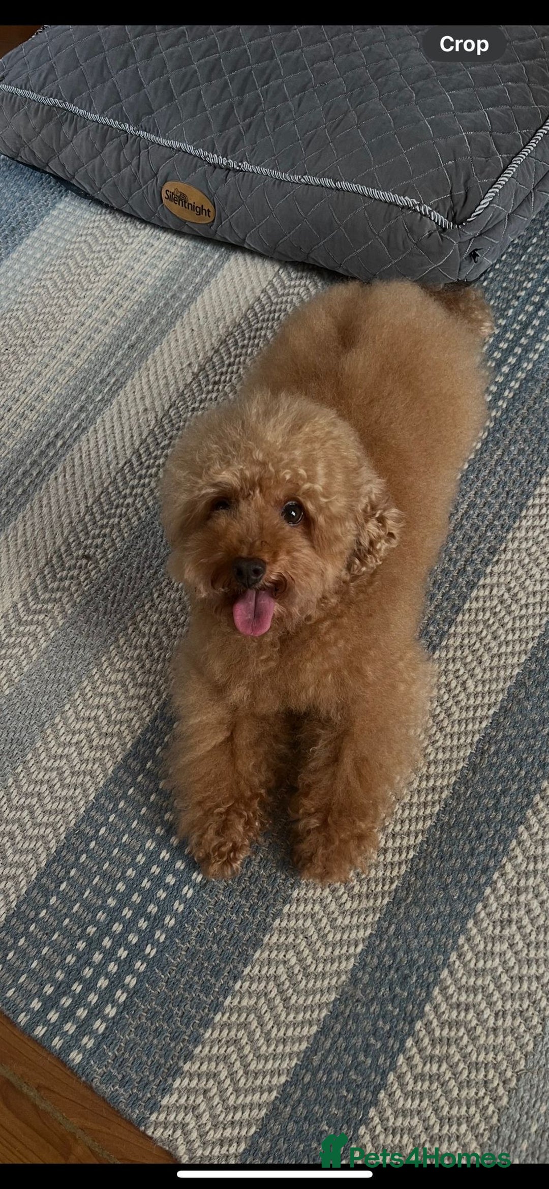 Toy Poodle dogs for stud: Handsome Toy Poodle For Stud in Braintree - Advert 1