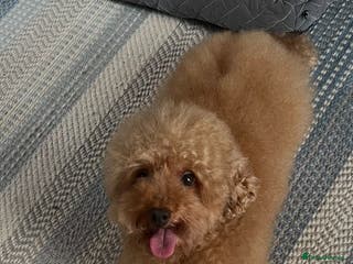 Toy Poodle dogs Handsome Toy Poodle For Stud in Braintree - Advert 7