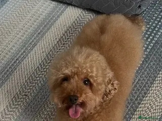 Toy Poodle dogs Handsome Toy Poodle For Stud in Braintree - Advert 10