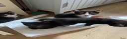 Scottish Fold cats for sale: Scottish fold cross x kittens for sale  - Advert 14