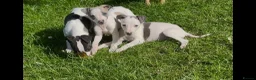 Whippet dogs for sale: Whippet puppy’s  in Beaworthy - Advert 24