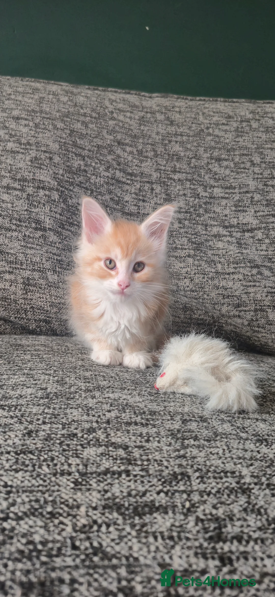 Maine Coon cats for sale: GCCF Maine Coone kittens, tested, vacc, vet check - Advert 30