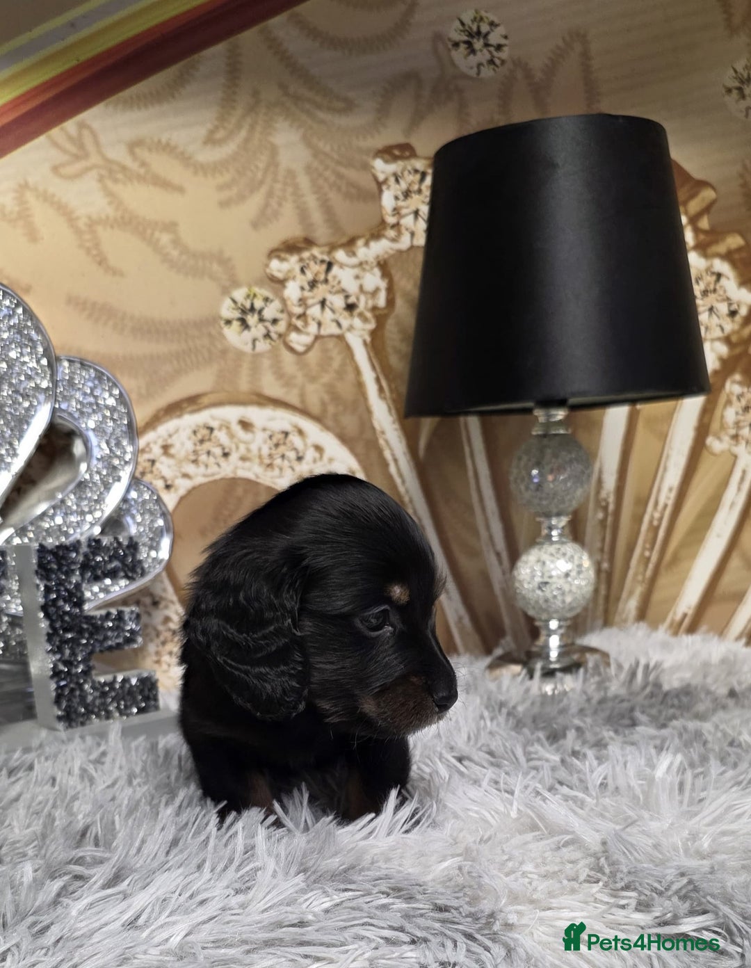 Miniature Dachshund dogs for sale: Adorable KC long coat boys available  - Advert 7