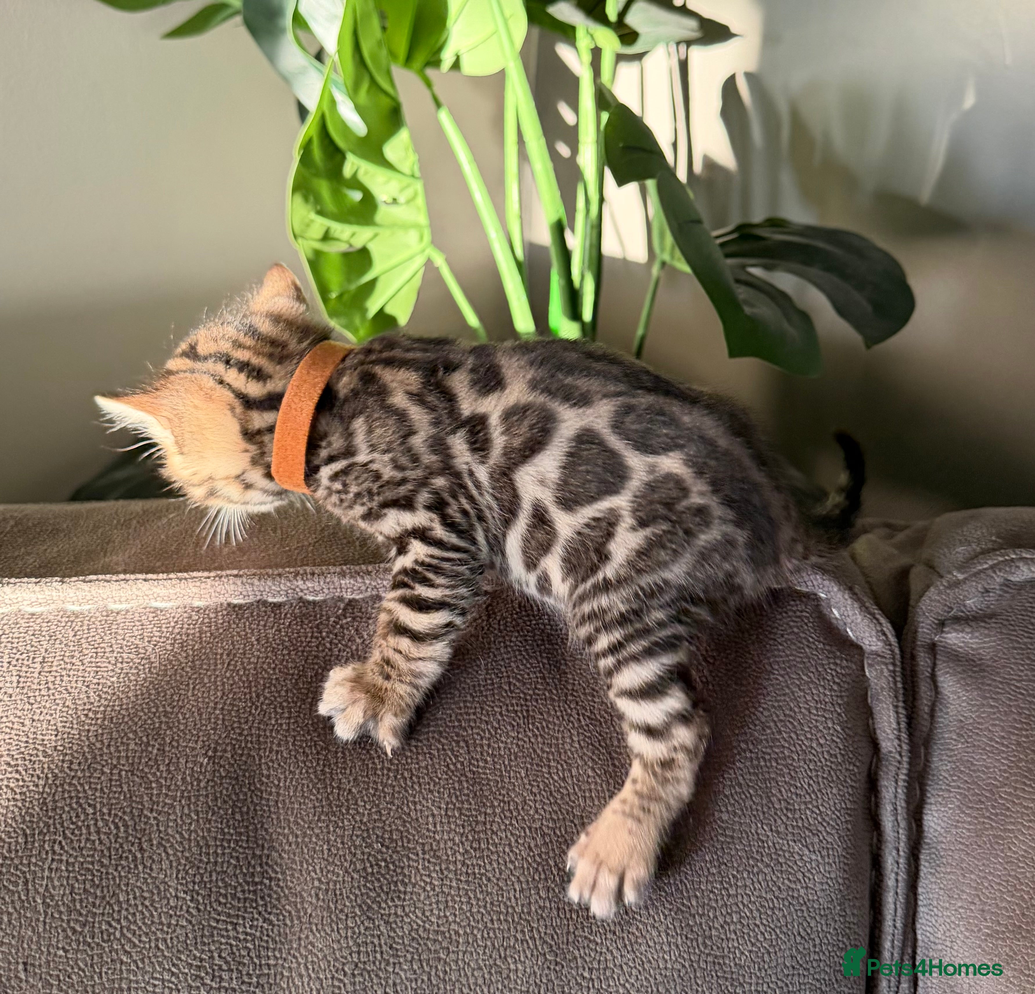 Bengal cats Beautiful Pedigree Bengal kittens for sale  - Advert 18