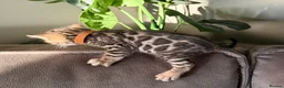 Bengal cats for sale: Beautiful Pedigree Bengal kittens for sale  - Advert 12