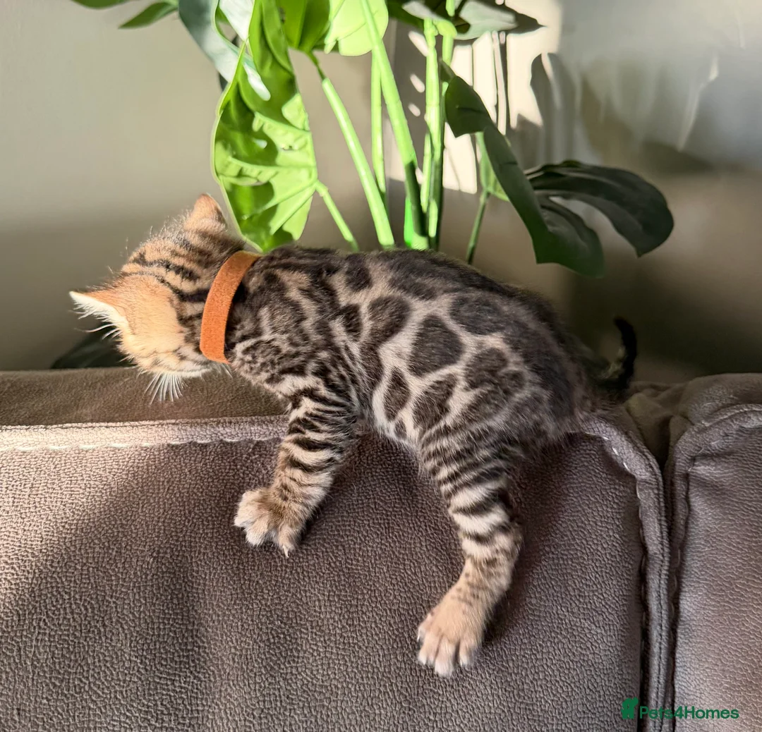 Bengal cats for sale: Beautiful Pedigree Bengal kittens for sale  - Advert 12