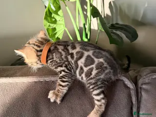 Bengal cats Beautiful Pedigree Bengal kittens for sale - Advert 18