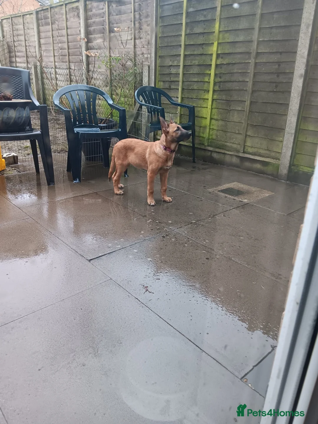 Belgian Shepherd Dog dogs for sale: Belgian Shepherd Puppies  - Advert 12