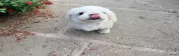 Maltese dogs for sale: Full Korean Male Maltese - Advert 25