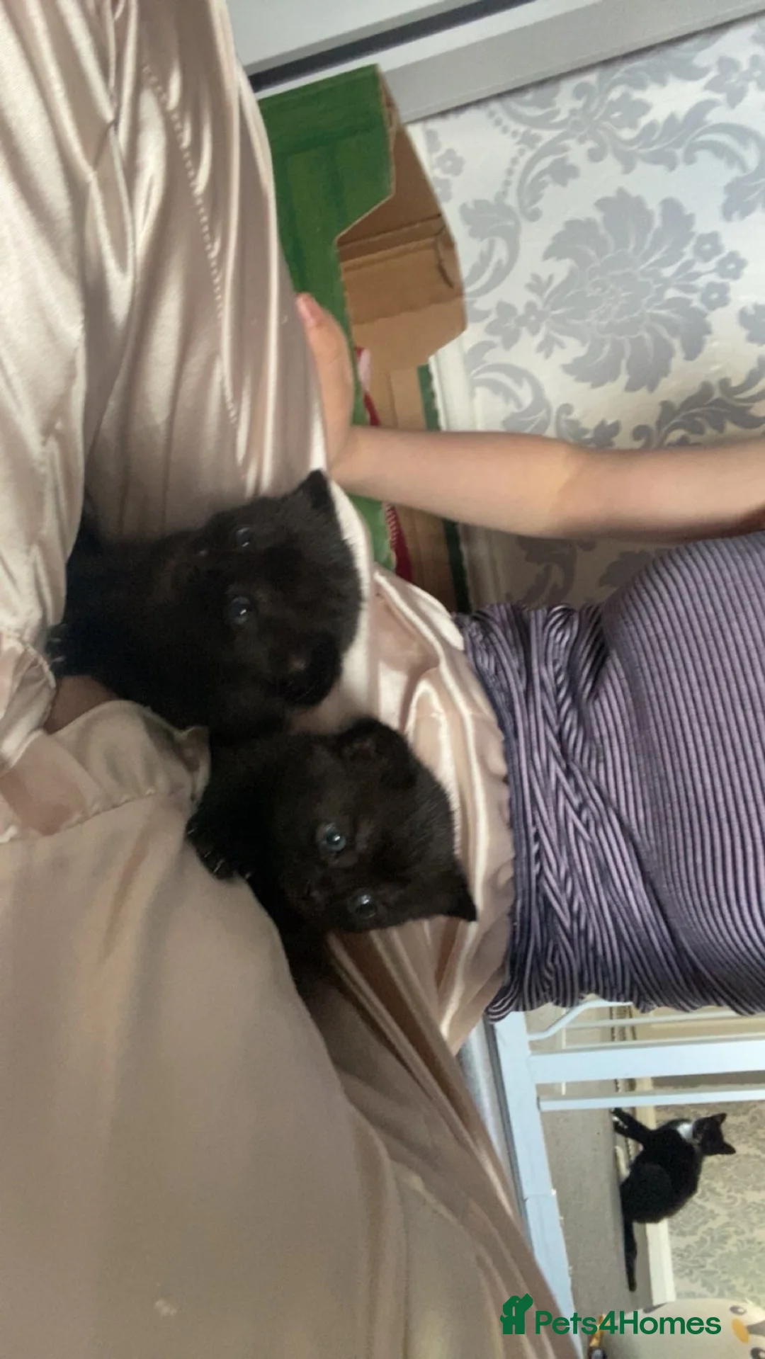 Mixed Breed cats for sale: One boy 💙 one girl ❤️ - Advert 5