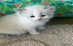 Neva Masquerade cats for sale: Neva masquerade kittens  - Image 1