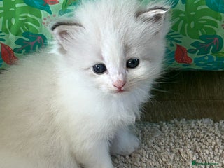 Neva Masquerade cats - Advert 1