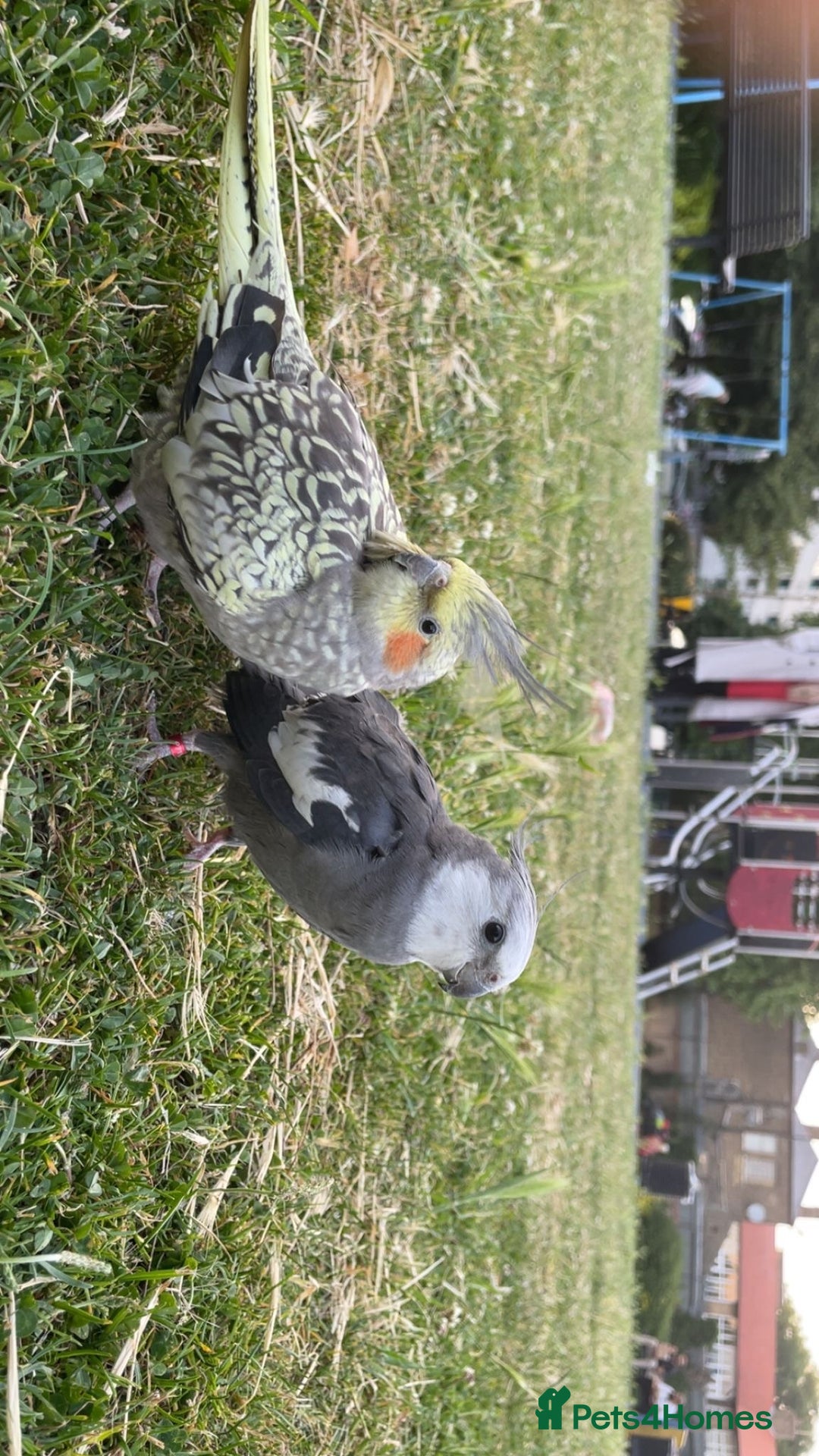 Cockatiels birds for sale: XYLO & MYLO couple cockatiels for sale - Image 1
