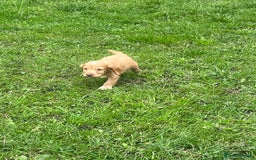 Cocker Spaniel dogs for sale: 7 gorgeous cocker spaniel puppies - Image 19