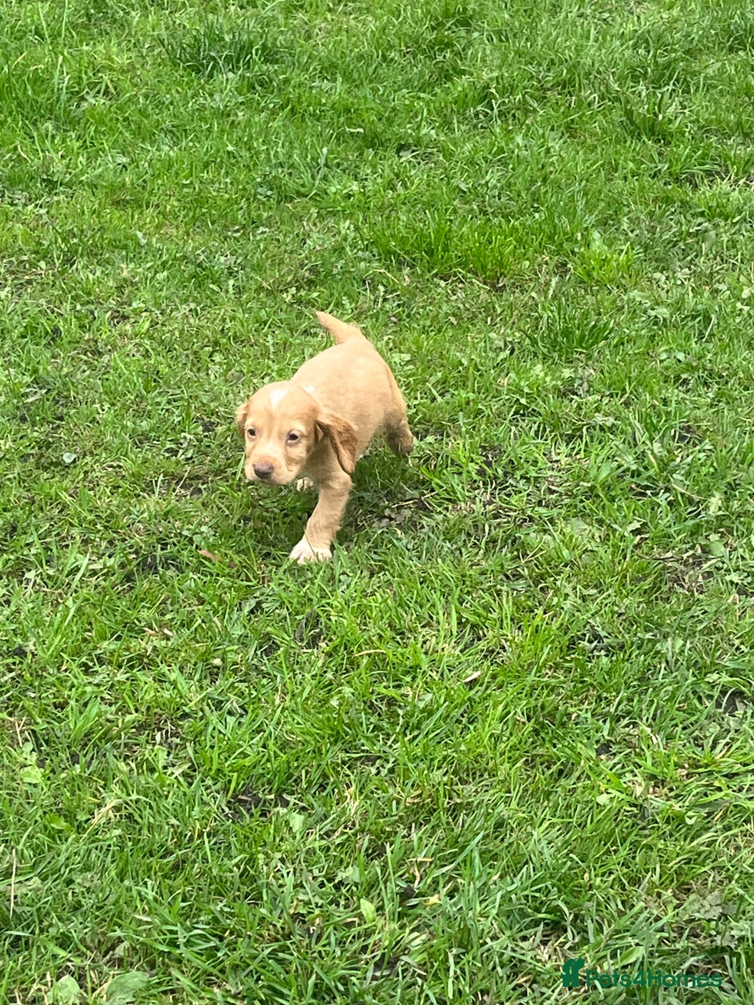 Cocker Spaniel dogs for sale: 7 gorgeous cocker spaniel puppies - Image 19