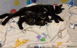 Domestic Shorthair cats for sale: 10 week old kittens for sale  - Image 5