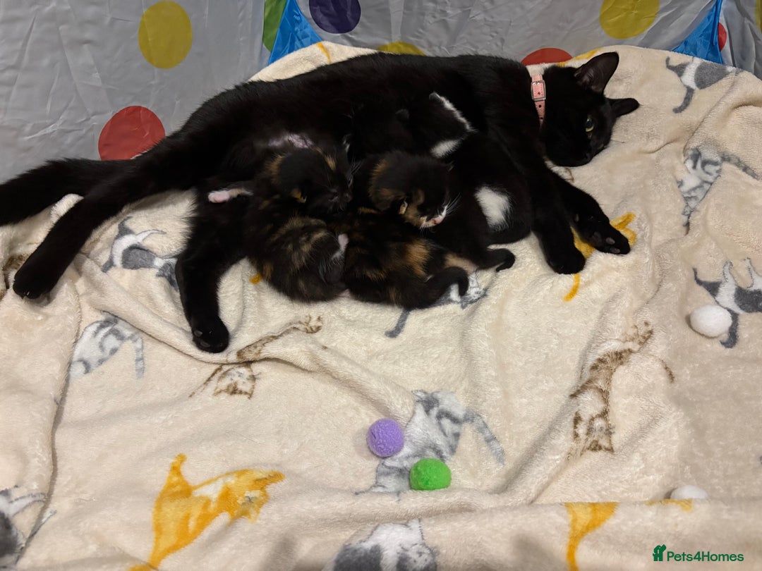 Domestic Shorthair cats for sale: 10 week old kittens for sale  - Image 5