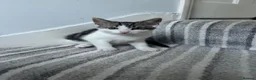 Norwegian Forest Cat cats for sale: Gorgeous Norwegian Forest Cat Cross Kittens - Advert 9