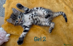 Bengal cats for sale: 3/4 Bengal - cross kittens  - Image 6