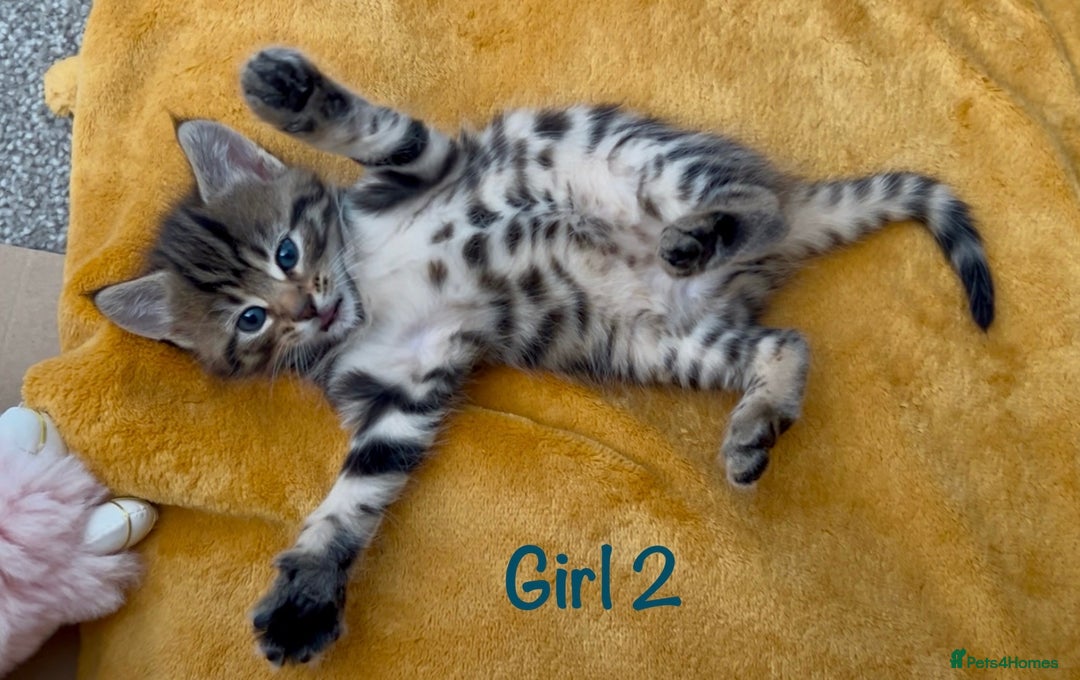 Bengal cats for sale: 3/4 Bengal - cross kittens  - Image 6