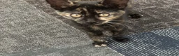 Mixed Breed cats for sale: Due to timewaster these 2 lovelies are available - Advert 8