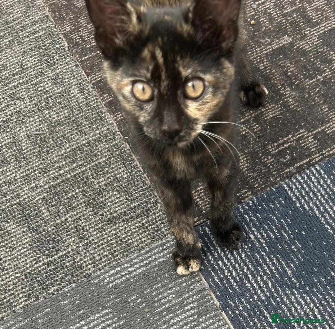 Mixed Breed cats for sale: Due to timewaster these 2 lovelies are available - Advert 8