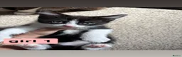Mixed Breed cats for sale: 2 beautiful ragdoll x mix breed kittens - Advert 4