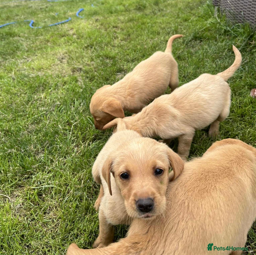 Labrador Retriever dogs for sale: Working Labrador retrievers - Advert 3