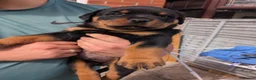 Rottweiler dogs for sale: 4 rottweiler boys  - Advert 14