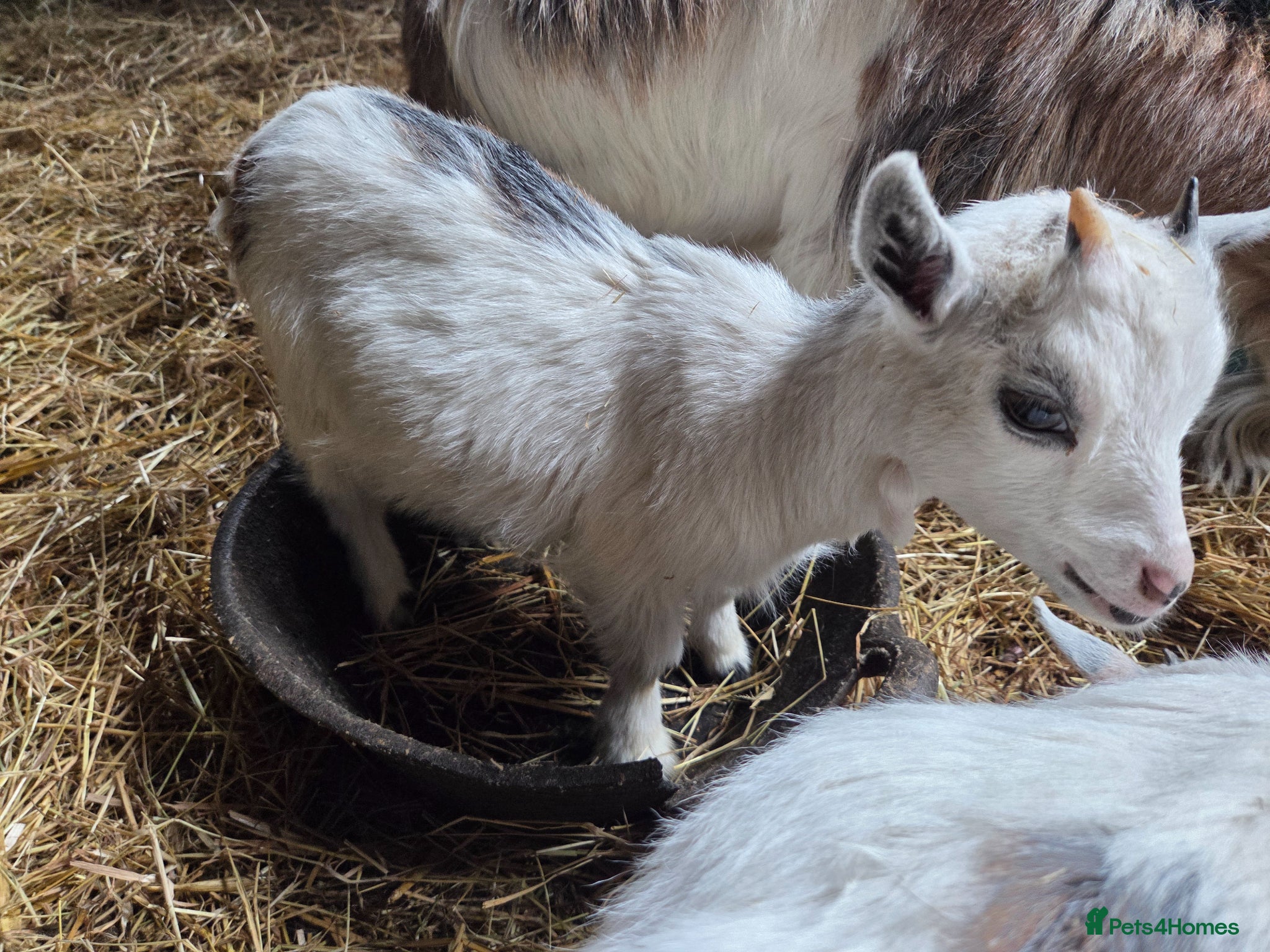 Goats livestock for sale: Stunning pygmy goat kids  - Advert 3