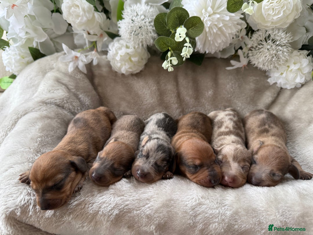 Miniature Dachshund dogs for sale: ⭐️Beautiful litter Of Rainbow Dachshund Puppies⭐️ - Image 5