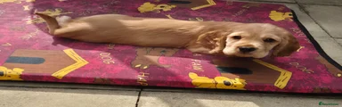 Cocker Spaniel 1