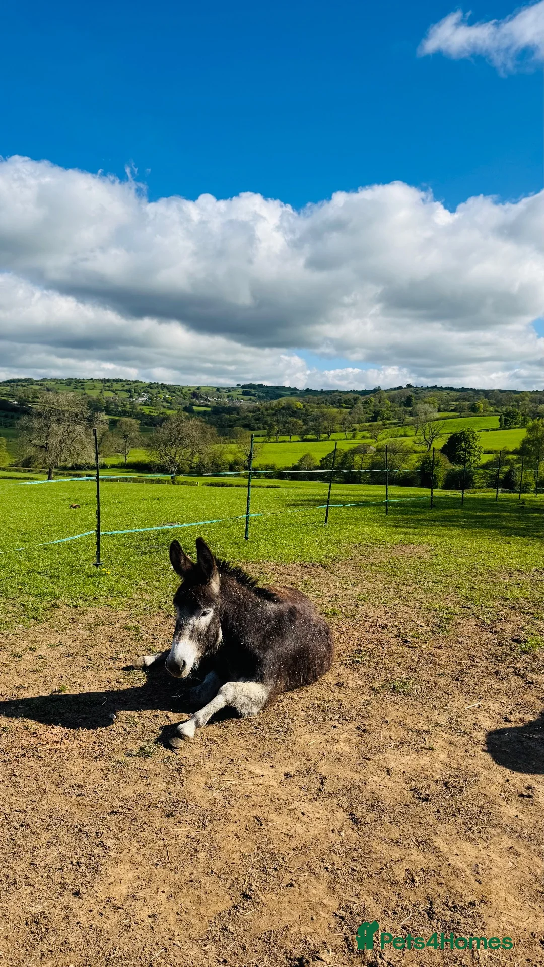 Other Breed horses for sale: 2 Female Donkeys for Sale - Advert 7