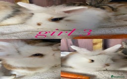 Mini Lion Lop rabbits for sale: mixed litter of mini lion lops - Image 4
