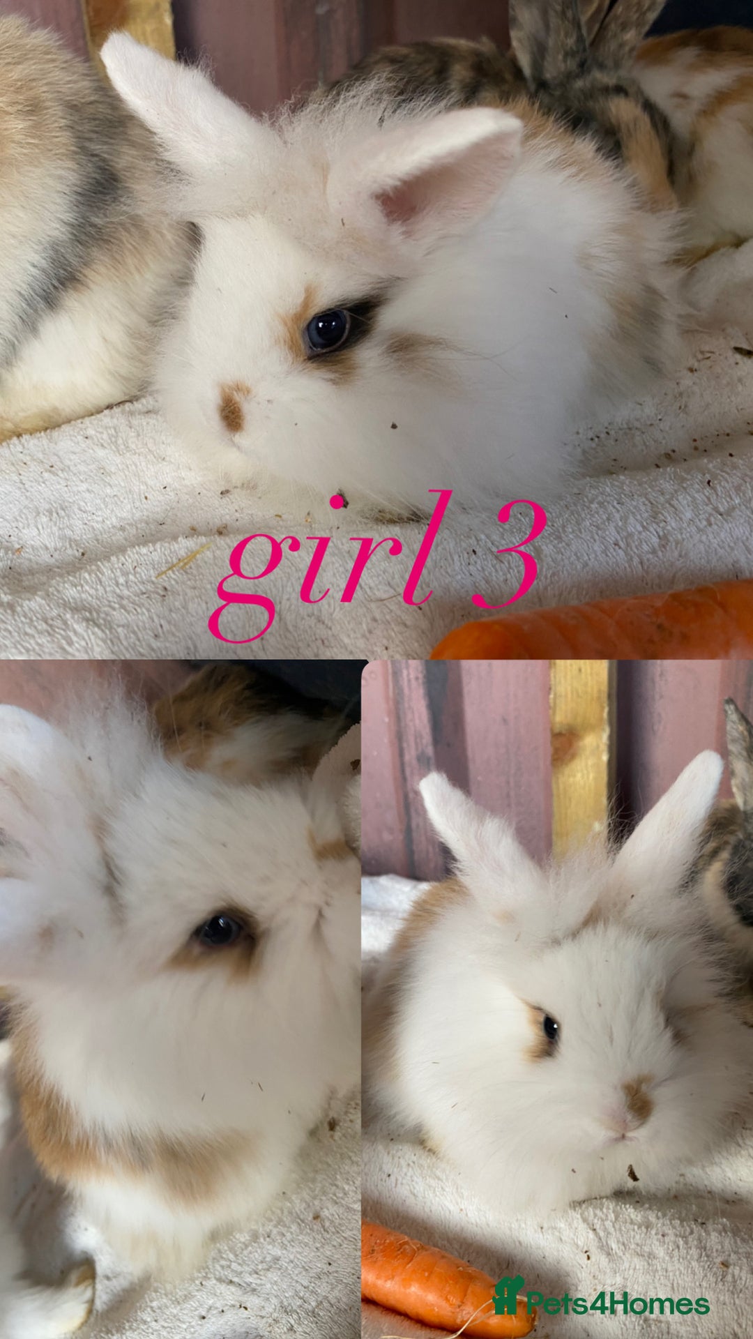 Mini Lion Lop rabbits for sale: mixed litter of mini lion lops - Image 4