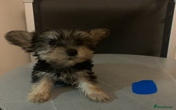 Biewer Terrier dogs for sale: Last 3 Stunning Biewer Terrier puppies - Image 14