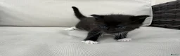 Maine Coon cats for sale: Maine Coon X’s - Advert 13