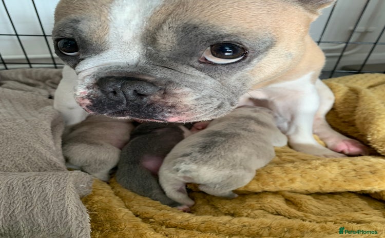 French Bulldog dogs - Advert 11