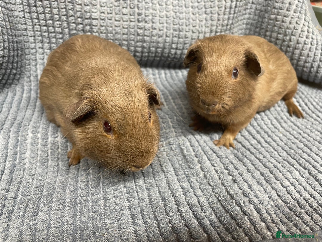 Guinea Pigs as Pets - Learn About Nature, image size:1080x810