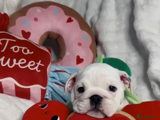 English Bulldog dogs English Bulldog Puppies - Advert 4