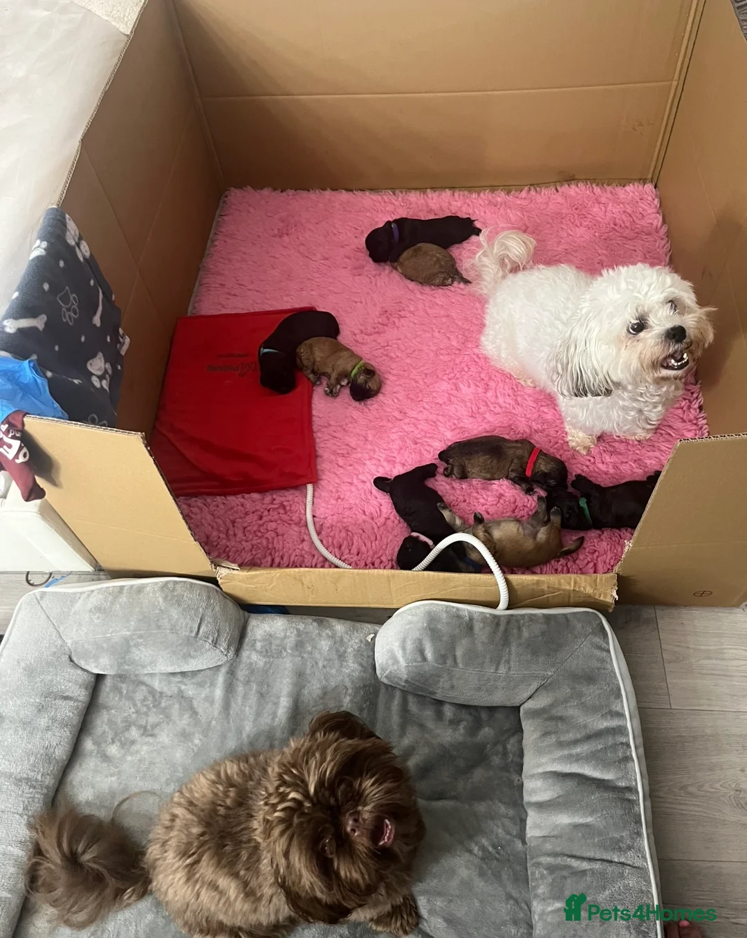 Mixed Breed dogs for sale: 2 male 3 female imperial shih tzu/bichon cross - Advert 1