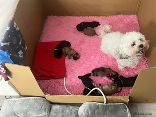 Mixed Breed dogs 2 male 3 female imperial shih tzu/bichon cross - Advert 2