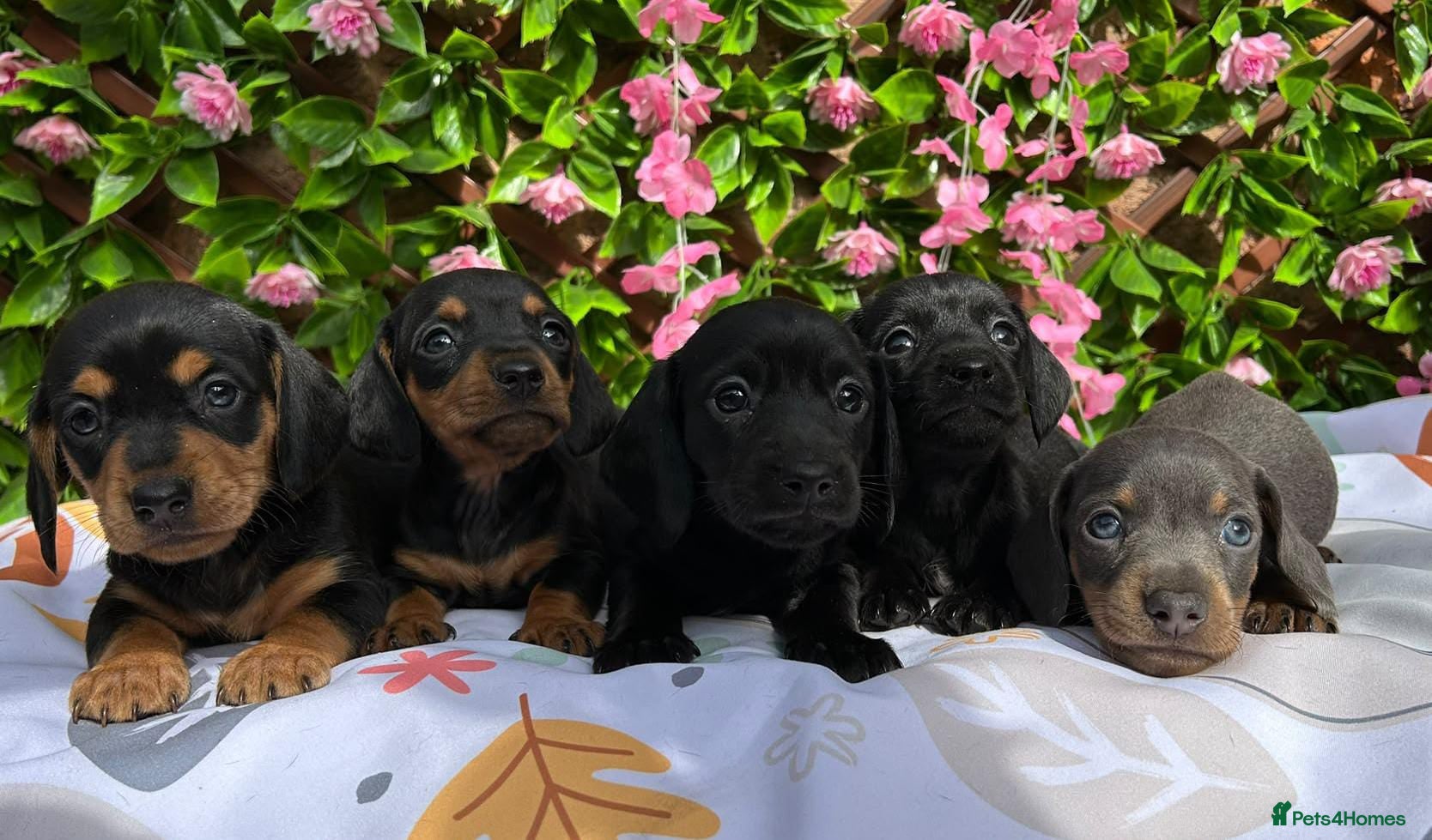 Miniature Dachshund dogs BEAUTIFUL PETIT LITTER OF MINI KC REG PRA CLEAR - Advert 1
