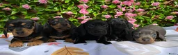 Miniature Dachshund dogs for sale: BEAUTIFUL PETIT LITTER OF MINI KC REG PRA CLEAR - Advert 1