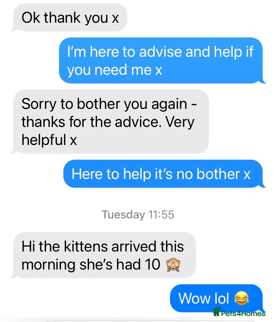 British Shorthair cats for stud: GCCF BRITISH SHORTHAIR STUD HUGE BOY MILTON KEYNES in Milton Keynes - Advert 8