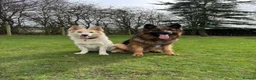 German Shepherd dogs for sale: White Apricot/Cream 3yrs old (2023). - Advert 8