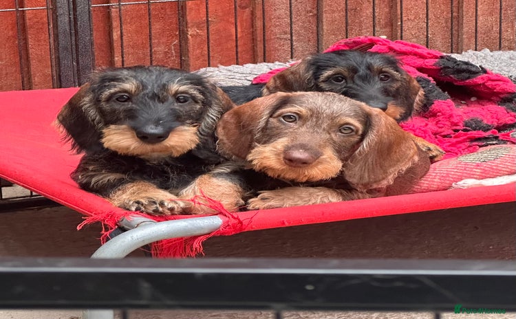 Dachshund dogs - Advert 1