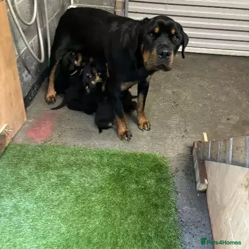 Rottweiler dogs Rottweiler puppies - Advert 1