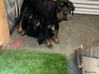 Rottweiler dogs Rottweiler puppies - Advert 9